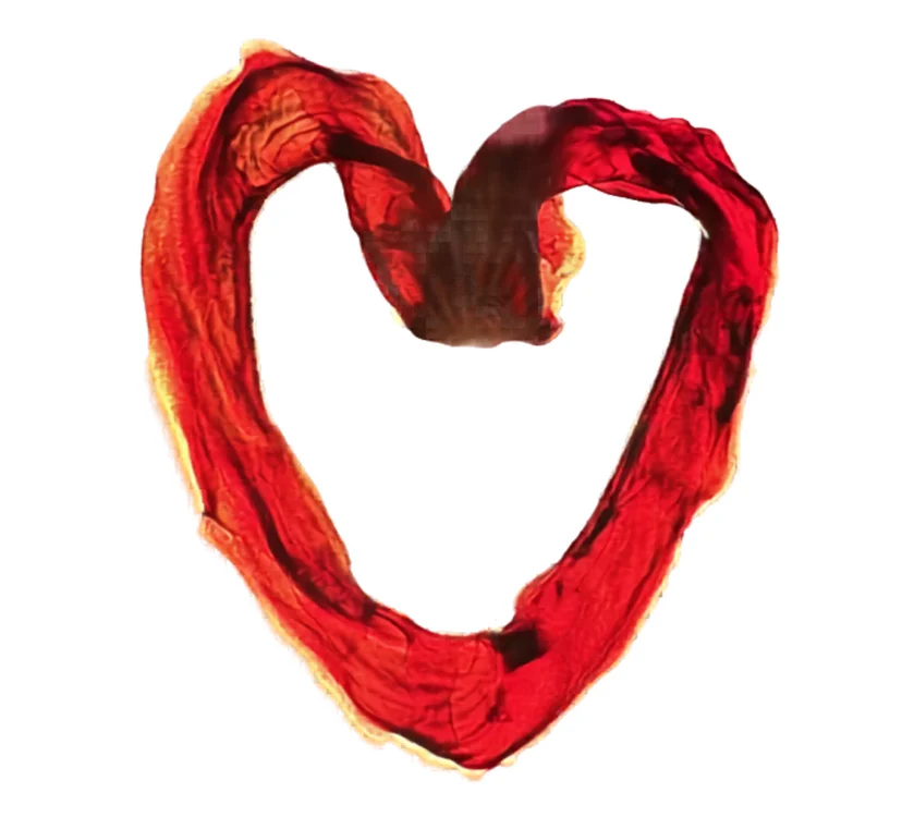 Umbilical cord keepsake shaped like a heart, in red